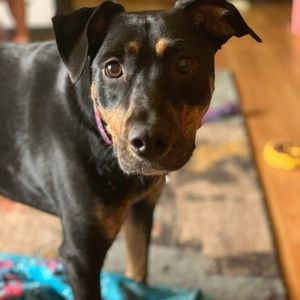 Meet your Posher, Renee